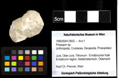 Foto (Objekt + Etiketten) von Prosopon sp. 